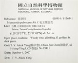 中文名:寶島玉葉金花(S136341)學名:Mussaenda formosanum (Matsum.) T. Y. A. Yang & K. C. Huang(S136341)