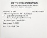 中文名:寶島玉葉金花(S136349)學名:Mussaenda formosanum (Matsum.) T. Y. A. Yang & K. C. Huang(S136349)