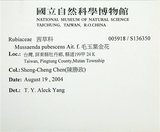 中文名:寶島玉葉金花(S136350)學名:Mussaenda formosanum (Matsum.) T. Y. A. Yang & K. C. Huang(S136350)