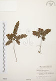 中文名:扇葉鐵線蕨(P000010)學名:Adiantum flabellulatum L.(P000010)