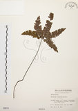 中文名:扇葉鐵線蕨(P000011)學名:Adiantum flabellulatum L.(P000011)