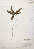 中文名:扇葉鐵線蕨(P001004)學名:Adiantum flabellulatum L.(P001004)