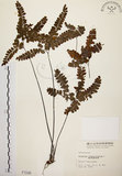 中文名:扇葉鐵線蕨(P001548)學名:Adiantum flabellulatum L.(P001548)