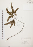 中文名:扇葉鐵線蕨(P001549)學名:Adiantum flabellulatum L.(P001549)