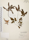 中文名:扇葉鐵線蕨(P001550)學名:Adiantum flabellulatum L.(P001550)