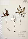 中文名:扇葉鐵線蕨(P001551)學名:Adiantum flabellulatum L.(P001551)