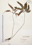 中文名:扇葉鐵線蕨(P001552)學名:Adiantum flabellulatum L.(P001552)