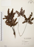 中文名:扇葉鐵線蕨(P001554)學名:Adiantum flabellulatum L.(P001554)