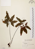 中文名:扇葉鐵線蕨(P002503)學名:Adiantum flabellulatum L.(P002503)