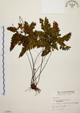 中文名:扇葉鐵線蕨(P002504)學名:Adiantum flabellulatum L.(P002504)