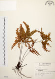 中文名:扇葉鐵線蕨(P002518)學名:Adiantum flabellulatum L.(P002518)
