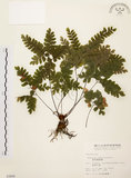 中文名:扇葉鐵線蕨(P002846)學名:Adiantum flabellulatum L.(P002846)