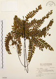 中文名:扇葉鐵線蕨(P003255)學名:Adiantum flabellulatum L.(P003255)