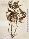 中文名:扇葉鐵線蕨(P003333)學名:Adiantum flabellulatum L.(P003333)