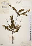 中文名:扇葉鐵線蕨(P004172)學名:Adiantum flabellulatum L.(P004172)