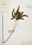 中文名:扇葉鐵線蕨(P004357)學名:Adiantum flabellulatum L.(P004357)