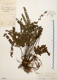 中文名:扇葉鐵線蕨(P004469)學名:Adiantum flabellulatum L.(P004469)