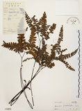 中文名:扇葉鐵線蕨(P004875)學名:Adiantum flabellulatum L.(P004875)