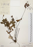 中文名:扇葉鐵線蕨(P005005)學名:Adiantum flabellulatum L.(P005005)