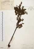 中文名:扇葉鐵線蕨(P005097)學名:Adiantum flabellulatum L.(P005097)