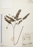 中文名:扇葉鐵線蕨(P005956)學名:Adiantum flabellulatum L.(P005956)