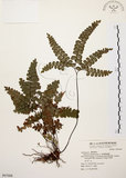 中文名:扇葉鐵線蕨(P007008)學名:Adiantum flabellulatum L.(P007008)