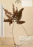 中文名:扇葉鐵線蕨(P007099)學名:Adiantum flabellulatum L.(P007099)