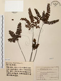 中文名:扇葉鐵線蕨(P007164)學名:Adiantum flabellulatum L.(P007164)