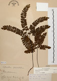 中文名:扇葉鐵線蕨(P007175)學名:Adiantum flabellulatum L.(P007175)