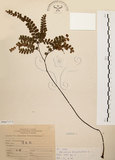 中文名:扇葉鐵線蕨(P007373)學名:Adiantum flabellulatum L.(P007373)