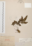 中文名:扇葉鐵線蕨(P007374)學名:Adiantum flabellulatum L.(P007374)