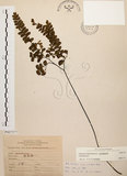 中文名:扇葉鐵線蕨(P007377)學名:Adiantum flabellulatum L.(P007377)