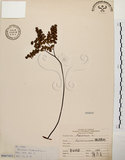 中文名:扇葉鐵線蕨(P007455)學名:Adiantum flabellulatum L.(P007455)