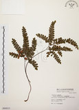 中文名:扇葉鐵線蕨(P008215)學名:Adiantum flabellulatum L.(P008215)