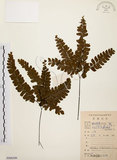 中文名:扇葉鐵線蕨(P008300)學名:Adiantum flabellulatum L.(P008300)