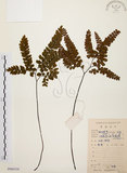 中文名:扇葉鐵線蕨(P008334)學名:Adiantum flabellulatum L.(P008334)