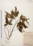 中文名:扇葉鐵線蕨(P008584)學名:Adiantum flabellulatum L.(P008584)