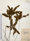 中文名:扇葉鐵線蕨(P008611)學名:Adiantum flabellulatum L.(P008611)