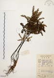 中文名:扇葉鐵線蕨(P008657)學名:Adiantum flabellulatum L.(P008657)