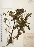 中文名:扇葉鐵線蕨(P008748)學名:Adiantum flabellulatum L.(P008748)