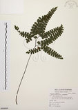 中文名:扇葉鐵線蕨(P008804)學名:Adiantum flabellulatum L.(P008804)