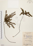 中文名:扇葉鐵線蕨(P008994)學名:Adiantum flabellulatum L.(P008994)