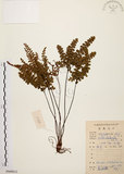 中文名:扇葉鐵線蕨(P009012)學名:Adiantum flabellulatum L.(P009012)