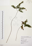 中文名:扇葉鐵線蕨(P009357)學名:Adiantum flabellulatum L.(P009357)