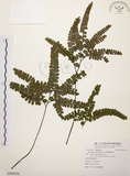 中文名:扇葉鐵線蕨(P009516)學名:Adiantum flabellulatum L.(P009516)