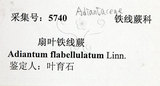 中文名:扇葉鐵線蕨(P010362)