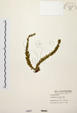 中文名:福氏石松(P000607)學名:Lycopodium fordii Bak.(P000607)