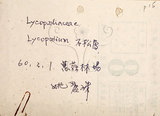 中文名:福氏石松(P007293)學名:Lycopodium fordii Bak.(P007293)