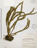 中文名:福氏石松(P007295)學名:Lycopodium fordii Bak.(P007295)