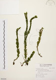 中文名:福氏石松(P010299)學名:Lycopodium fordii Bak.(P010299)